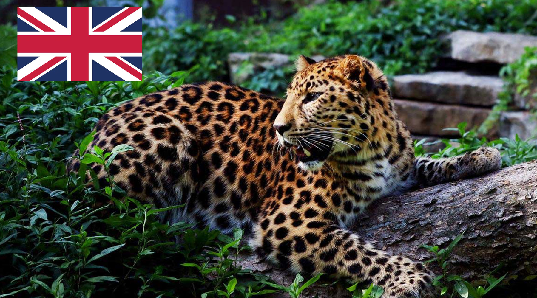 متن انگلیسی در مورد حفاظت از محیط زیست با ترجمه